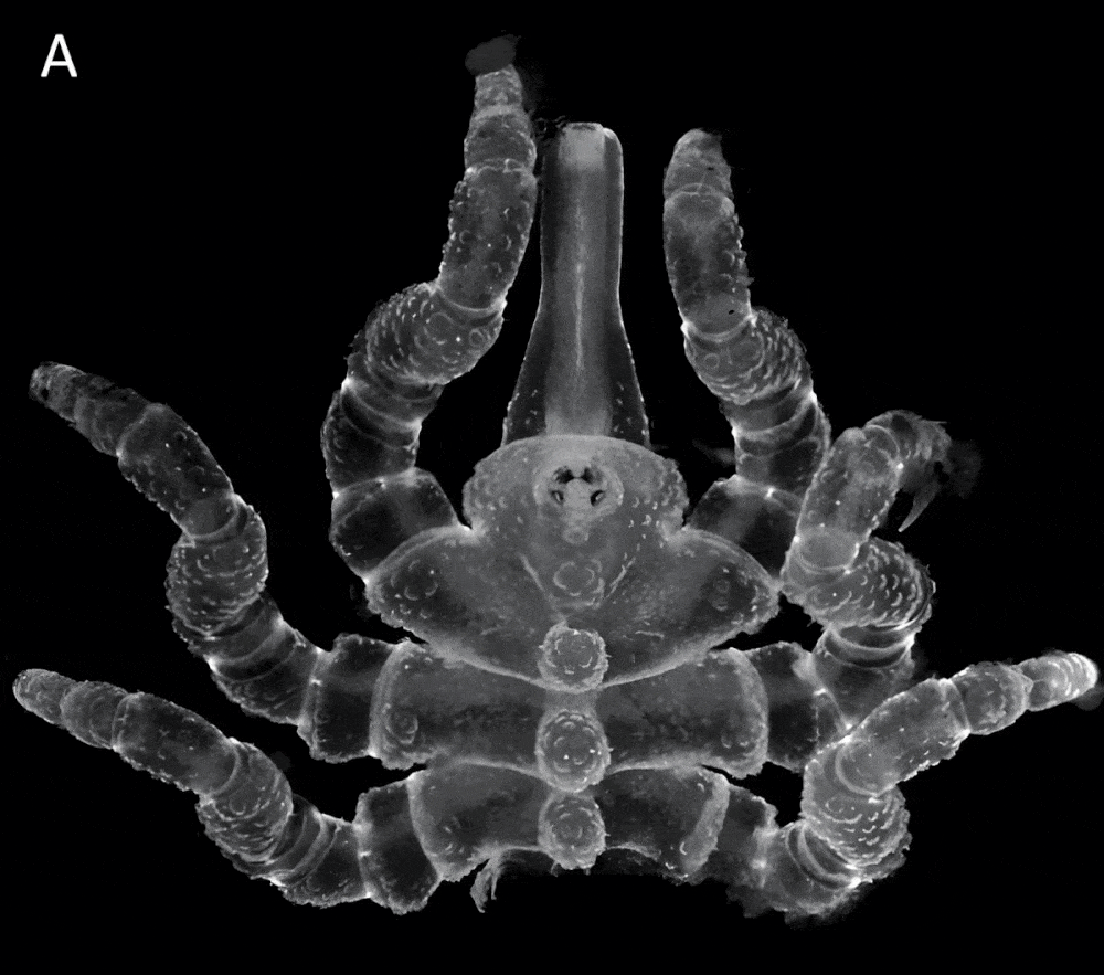 araignée de mer-pycnogonum-litorale 1 23