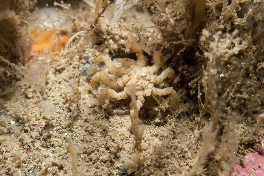 araignée de mer-pycnogonum-litorale 2 23