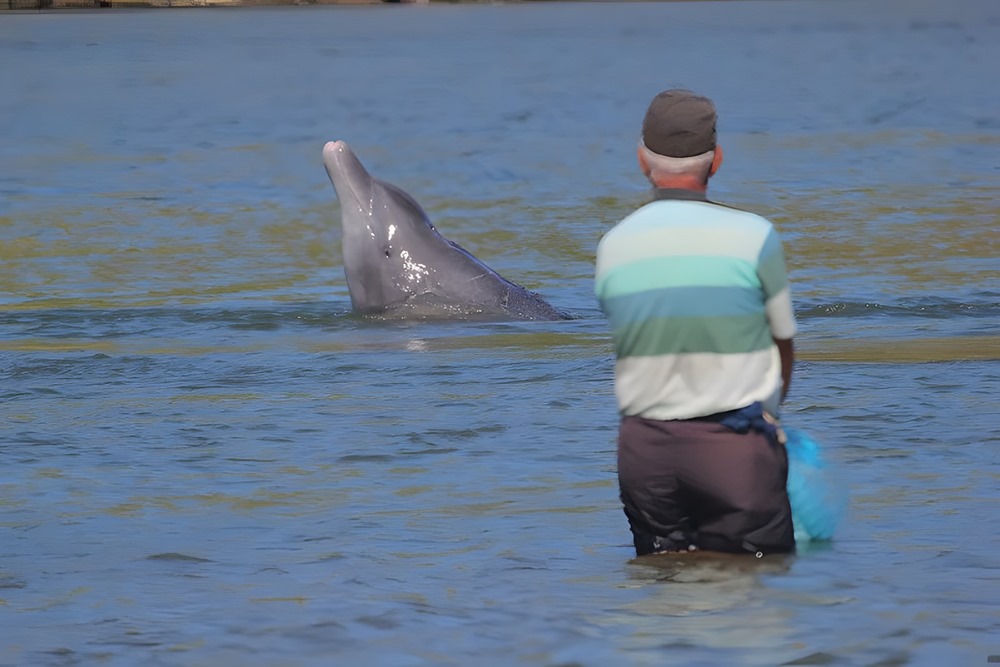 Laguna dauphins Humains 2 23