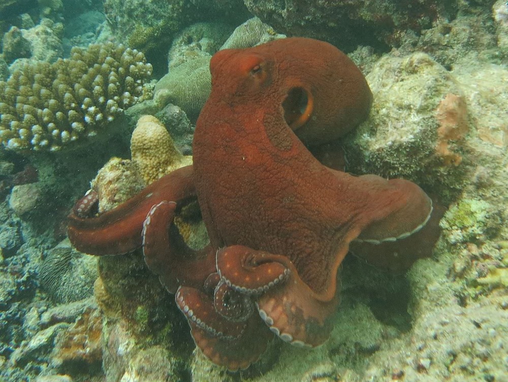 Octopus_cyanea_Maldives 1 23
