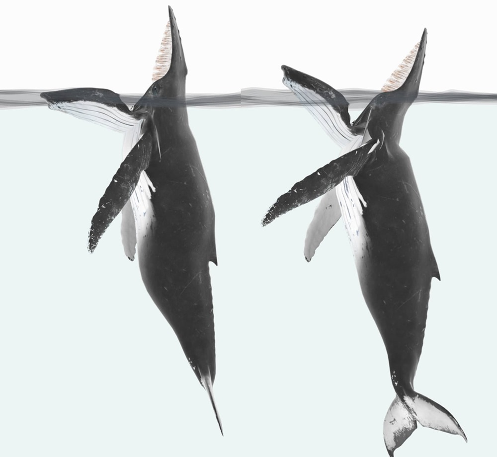 Baleine Trap feeding Histoire 1 23