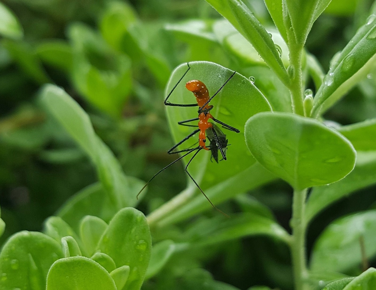 Cet insecte se couvre de résine végétale collante pour piéger ses proies -  GuruMeditation