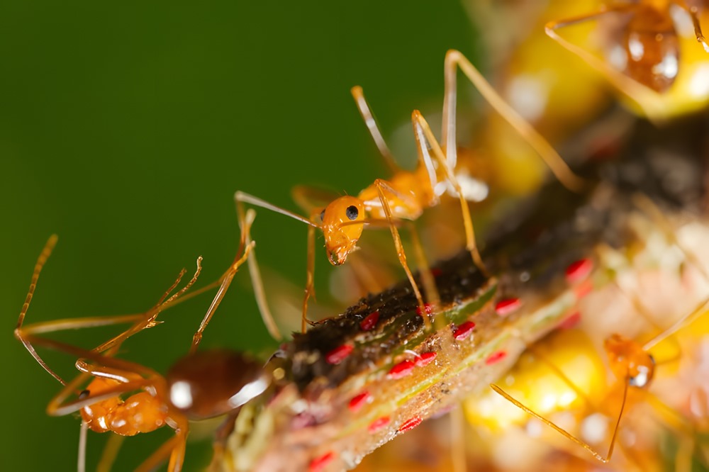 The strange genome of the yellow mad ant represents a first in the field of biology