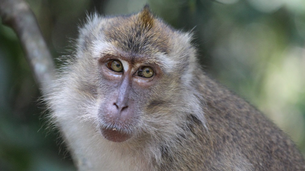 macaque cynomolgus 1 23