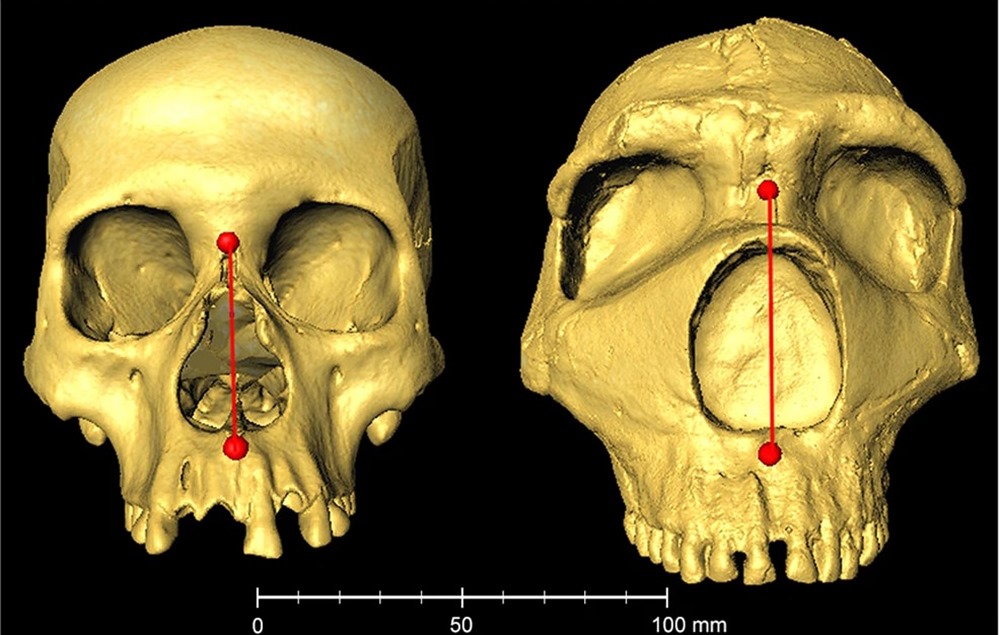 Néandertalien Forme Nez 1 23