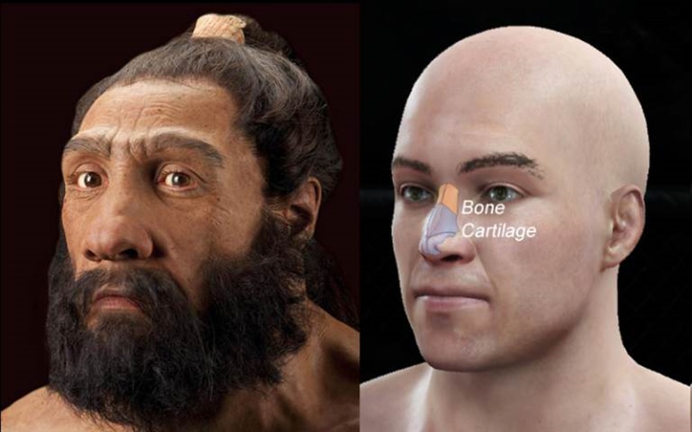 Néandertalien Forme Nez 2 23