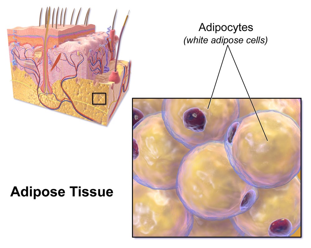 cellules adipeuses 1 23