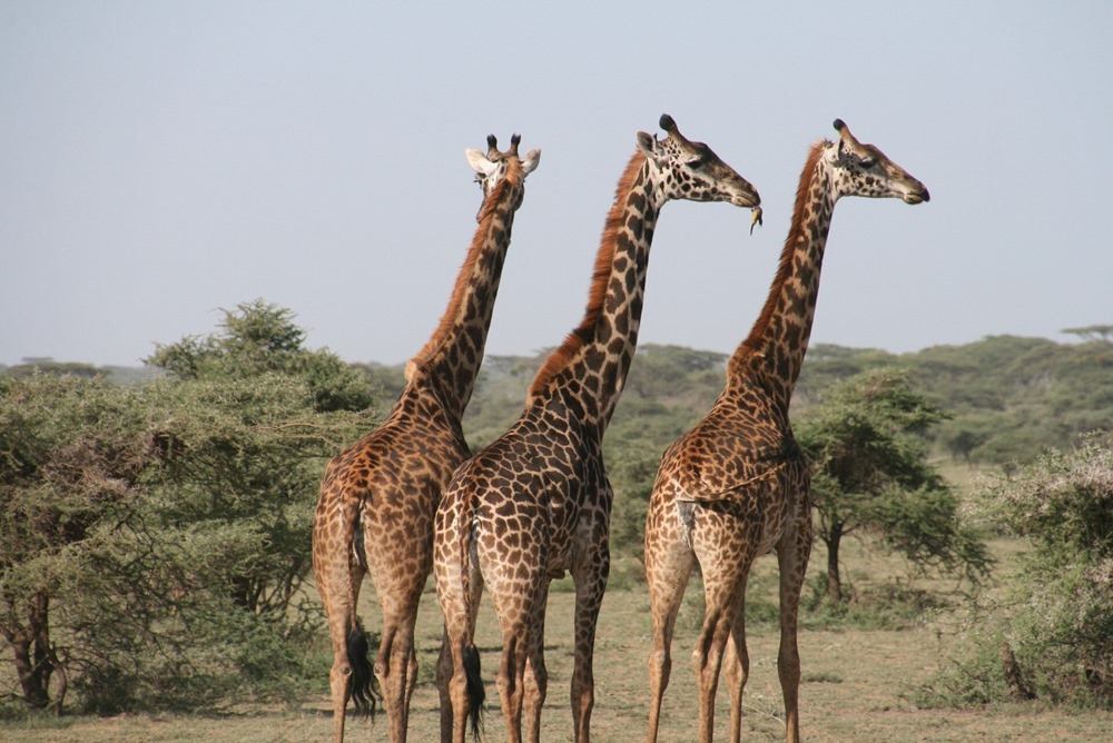 girafes statistique 1 23