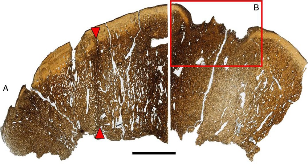 pachycéphalosaure Platytholus clemensi 2 23