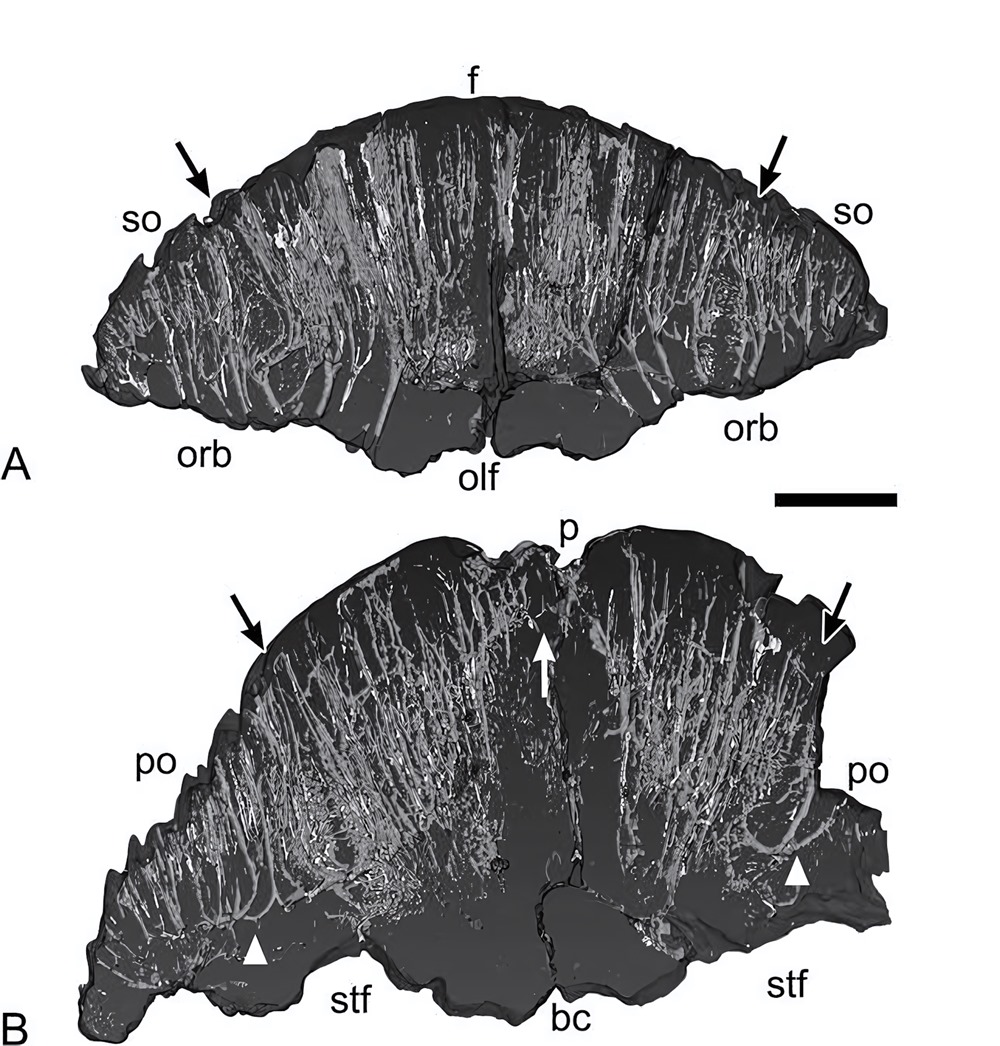 pachycéphalosaure Platytholus clemensi 3 23