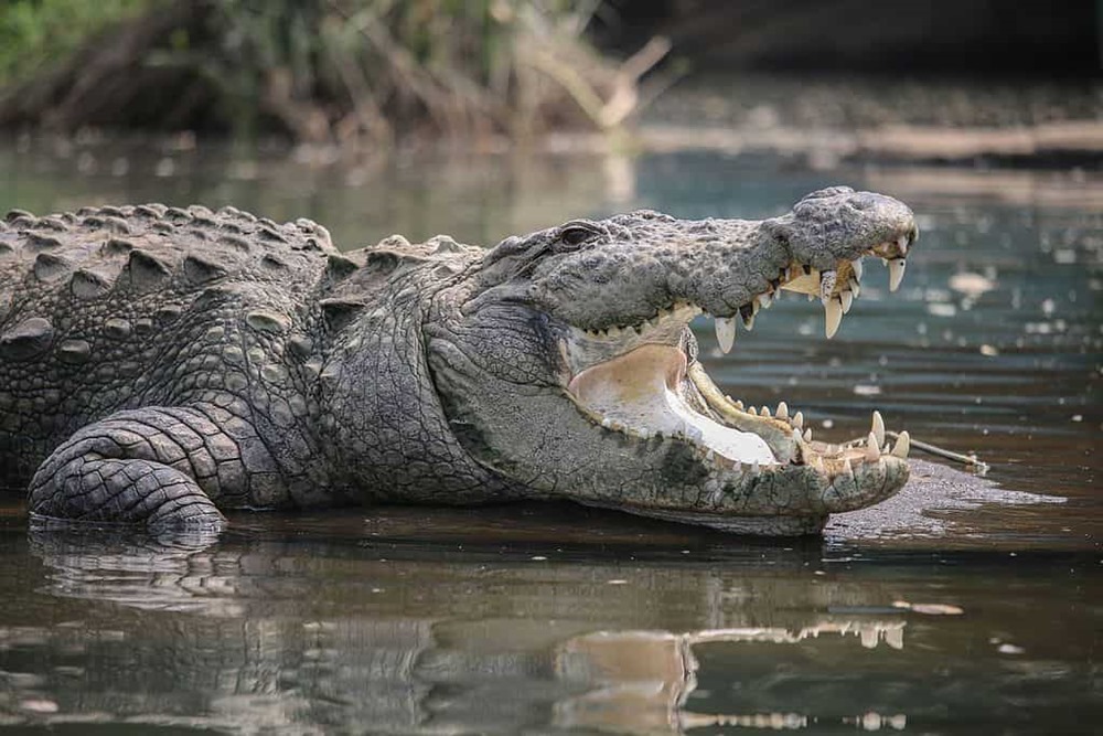 Crocodile 1 23