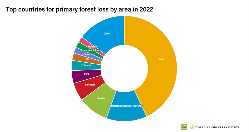 Deforestation Global Forest Watch 2 23