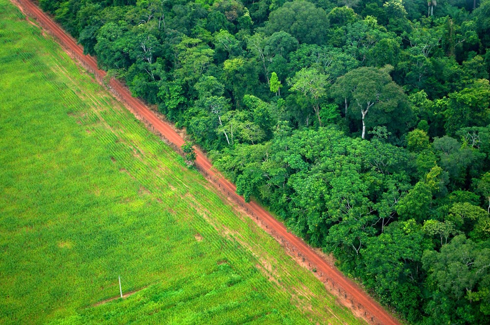 Deforestation Global Forest Watch 4 23