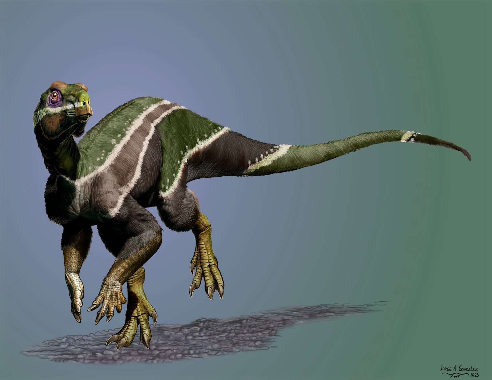 Un dinosaure qui apporte sa patte à l'évolution - Sciences et Avenir
