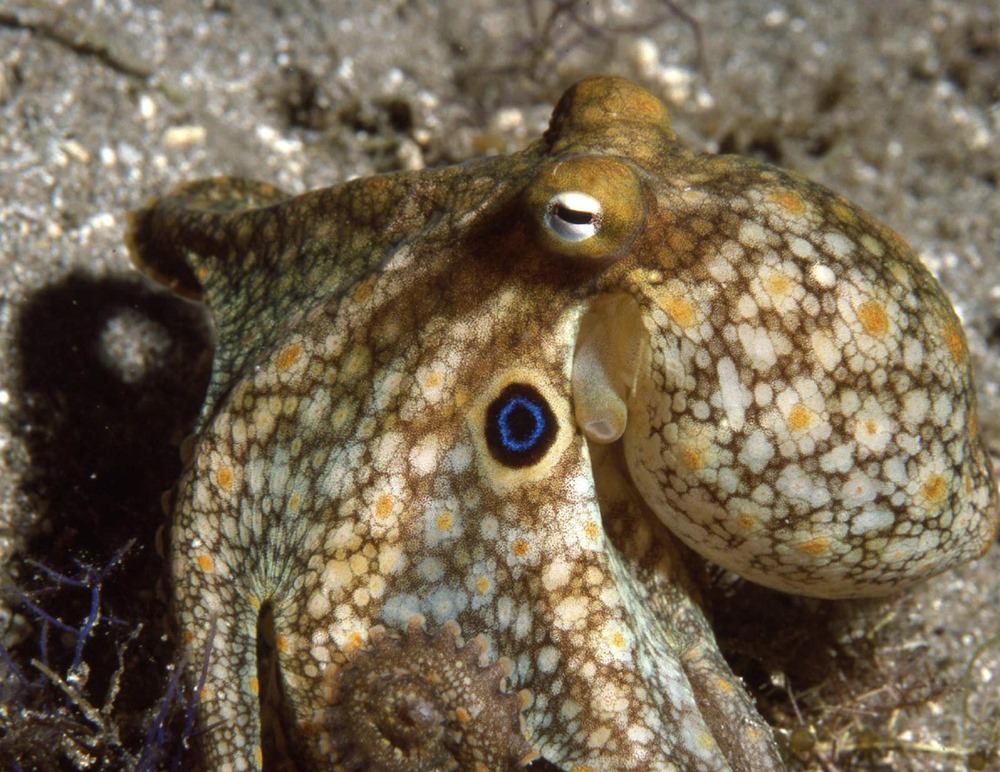 Octopus bimaculoides 1 23