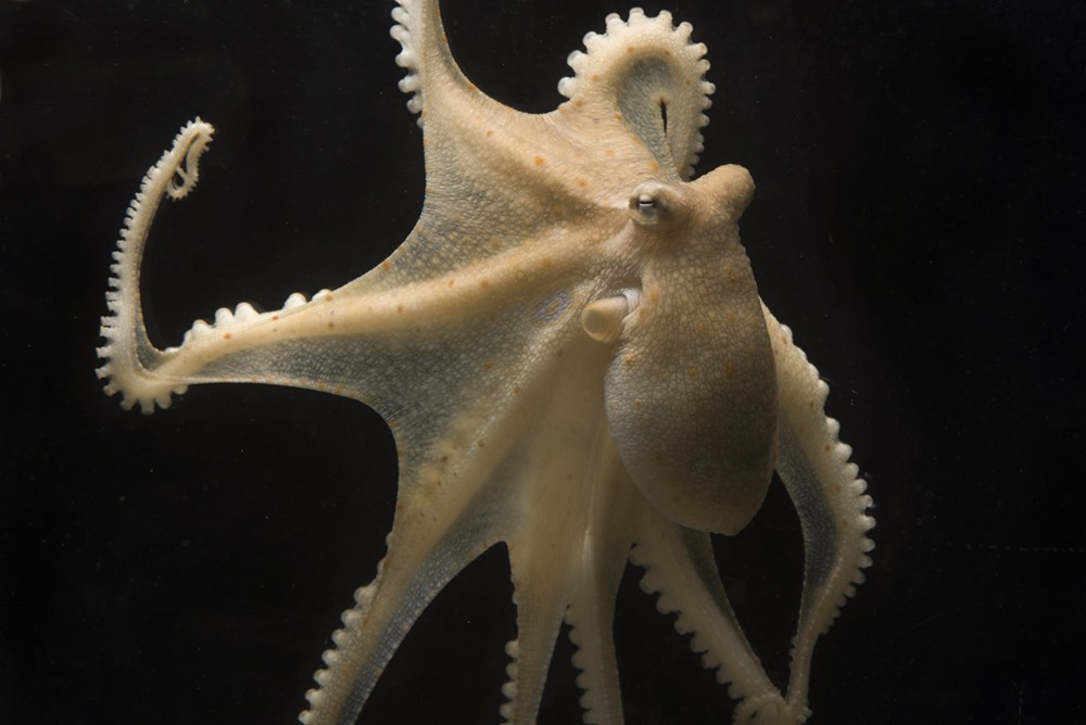 Octopus bimaculoides 2 23