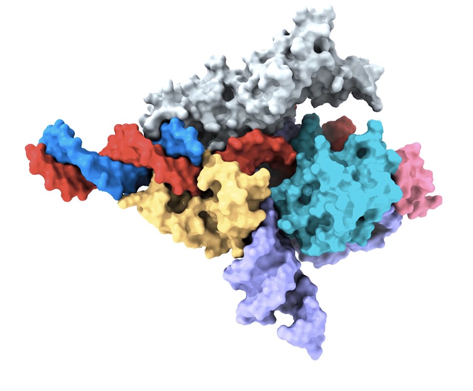 Fanzor proteine CRISPR 1 23