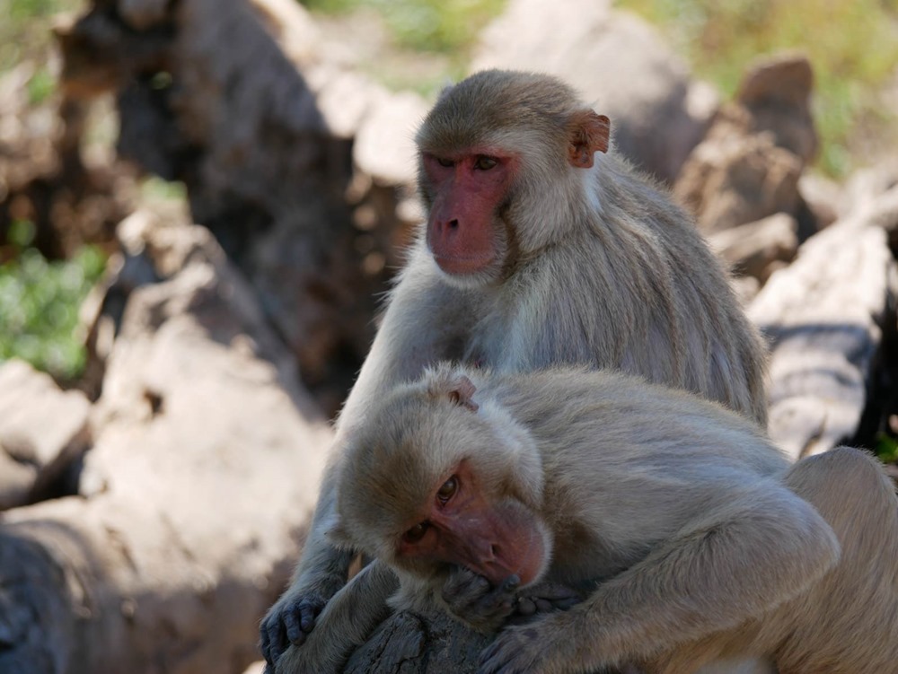 Macaques homosexualité 1 23