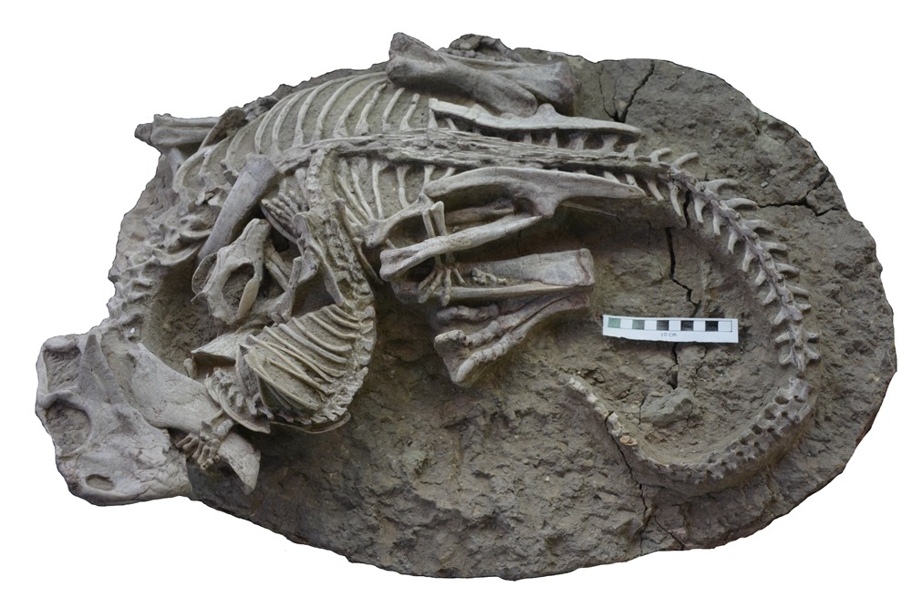 Psittacosaurus Vs Repenomamus 1 23