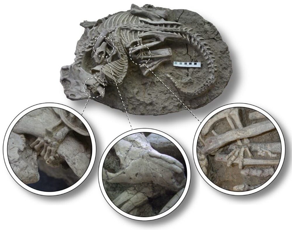 Psittacosaurus Vs Repenomamus 3 23