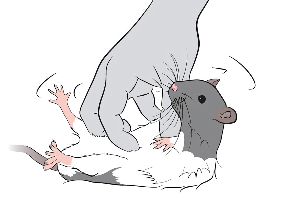 Chatouille rat - origine jeu 4 23