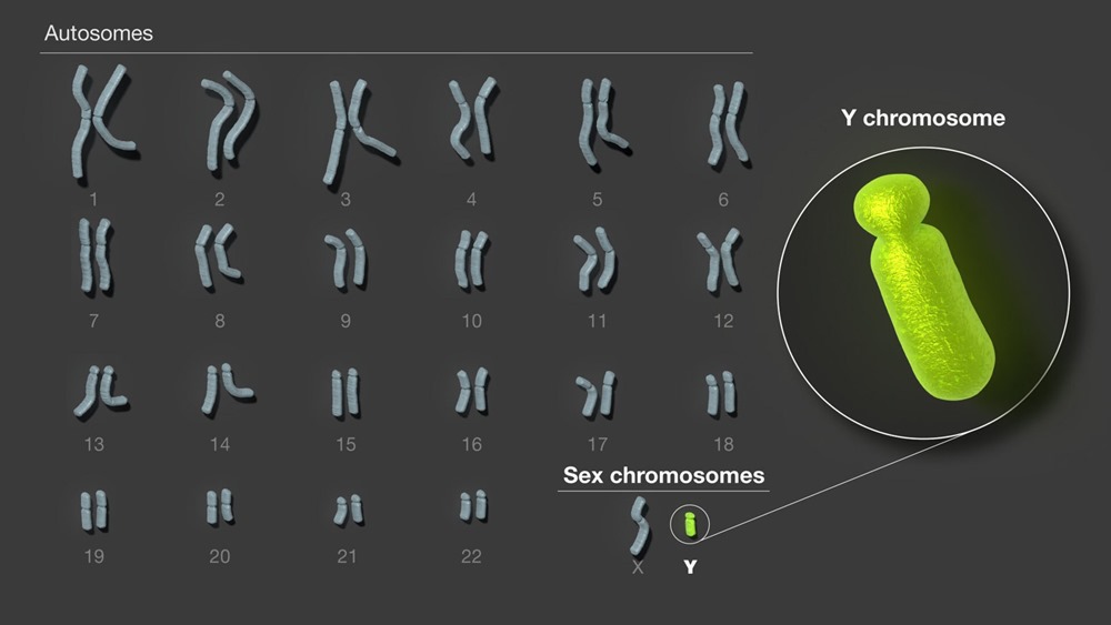 Chromosome Y Dec 2 23