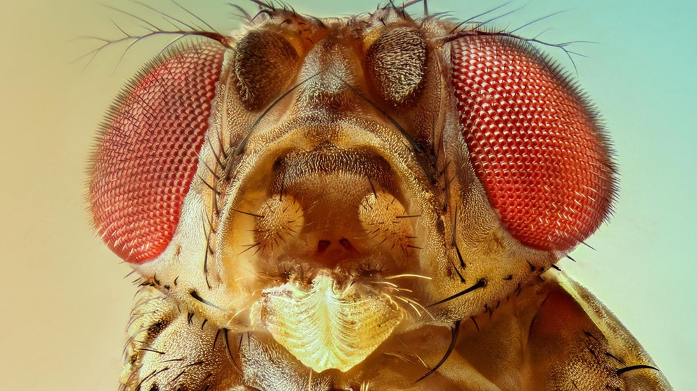 Drosophila mercatorum 1 23