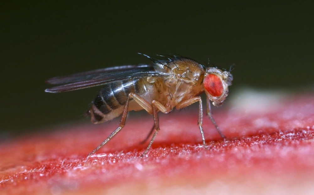 Drosophila mercatorum 2 23
