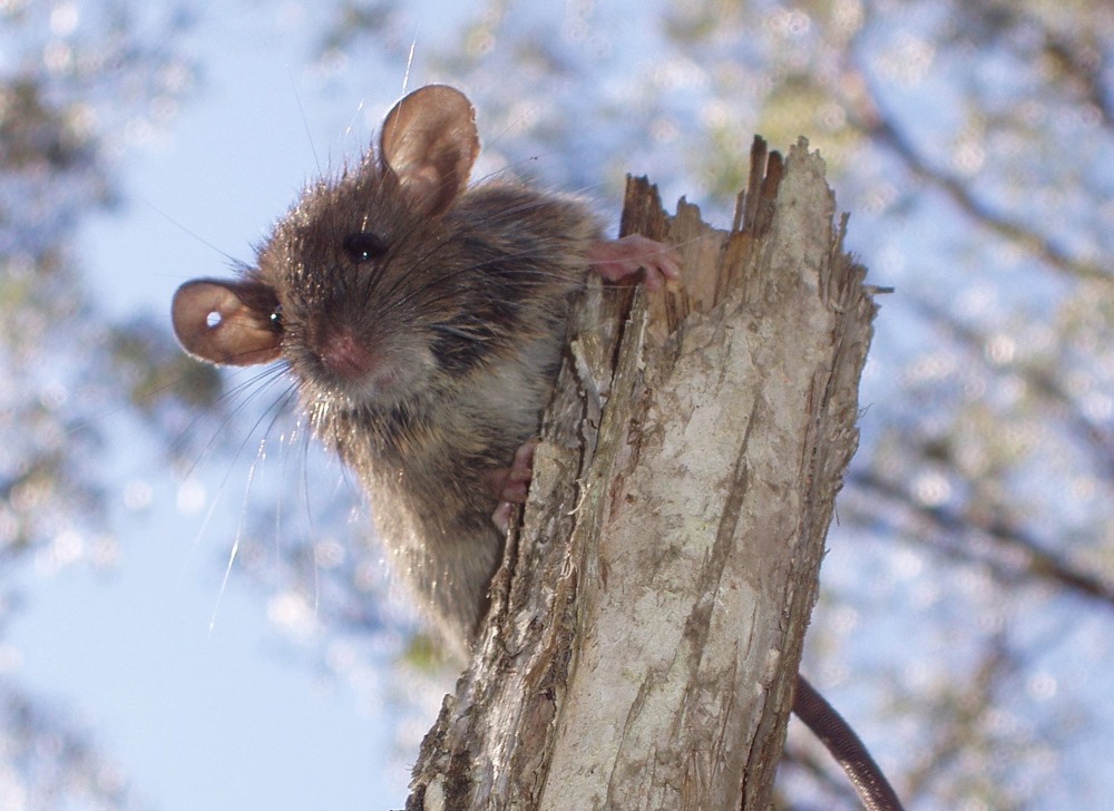 Rat Rattus fuscipes 1 23