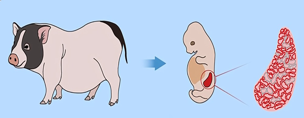 Embryon rein porc 1 23