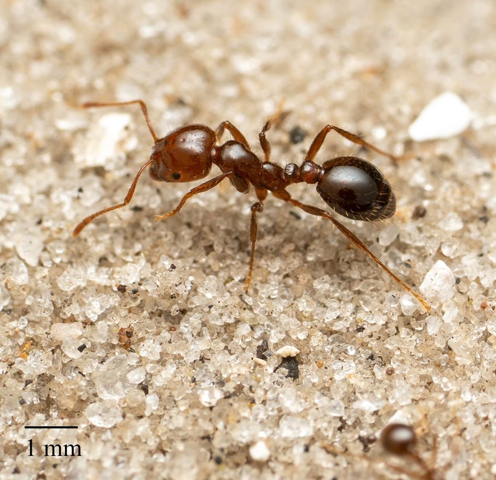 fourmi de feu Solenopsis invicta 1 23