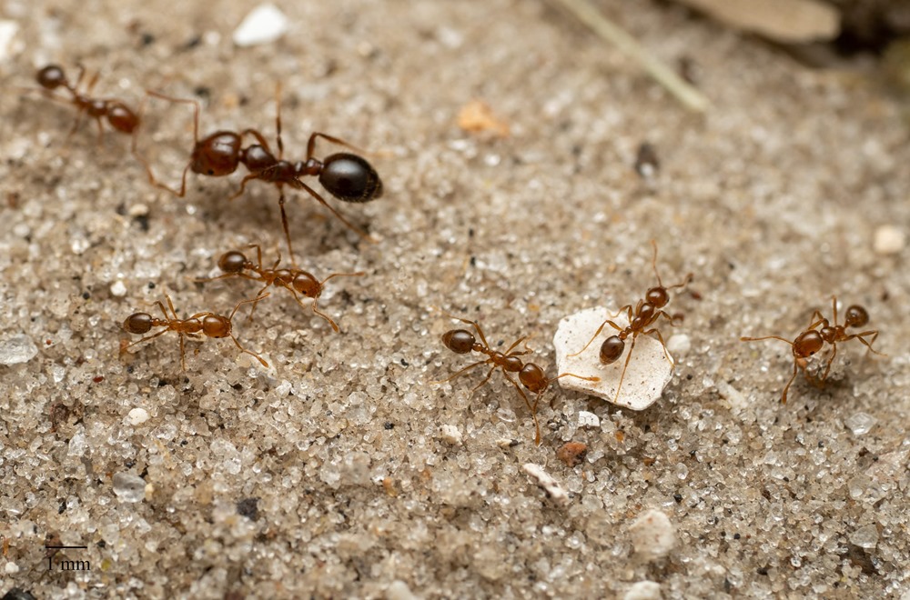 fourmi de feu Solenopsis invicta 2 23
