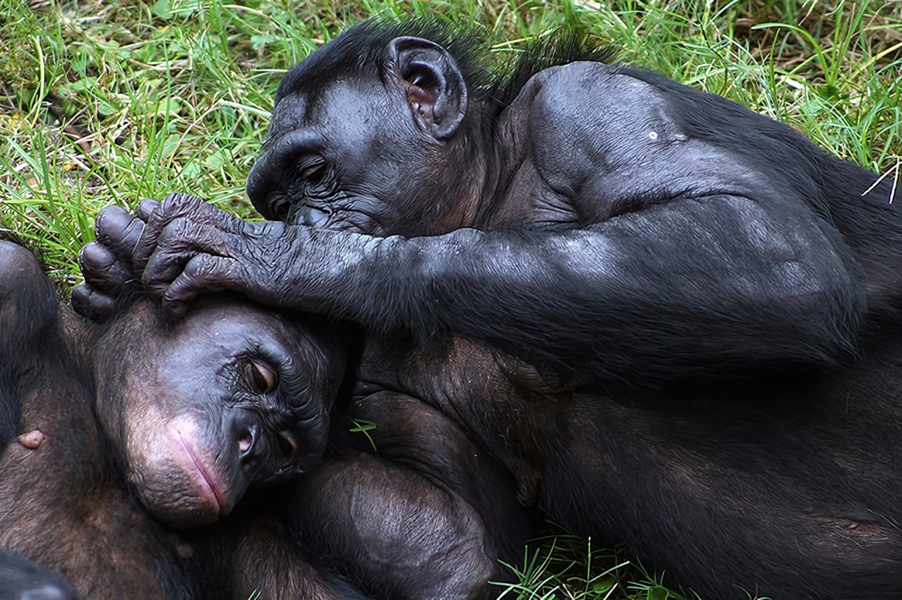 Bonobo-Homosexualité 1 23