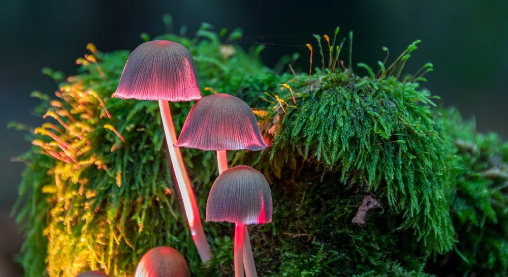 A closeup of Mycena haematopus fungus with green moss in the background