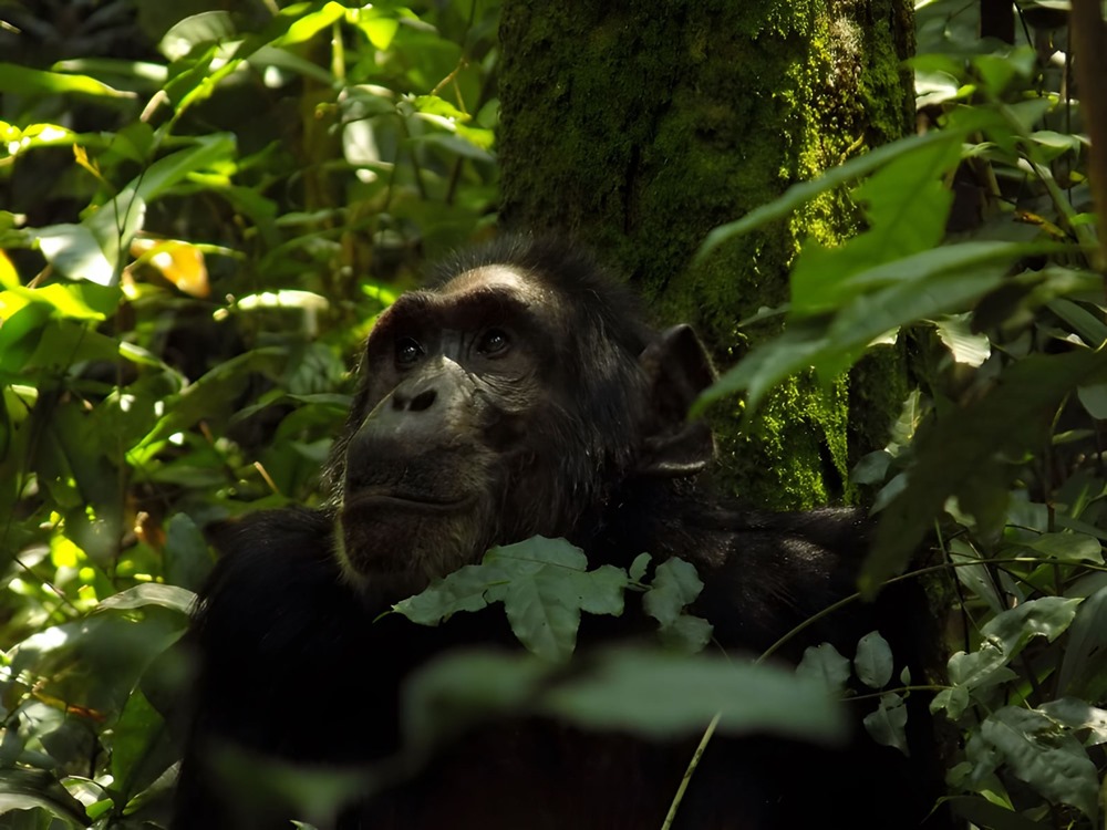 Chimpanzés ménopause 1 23
