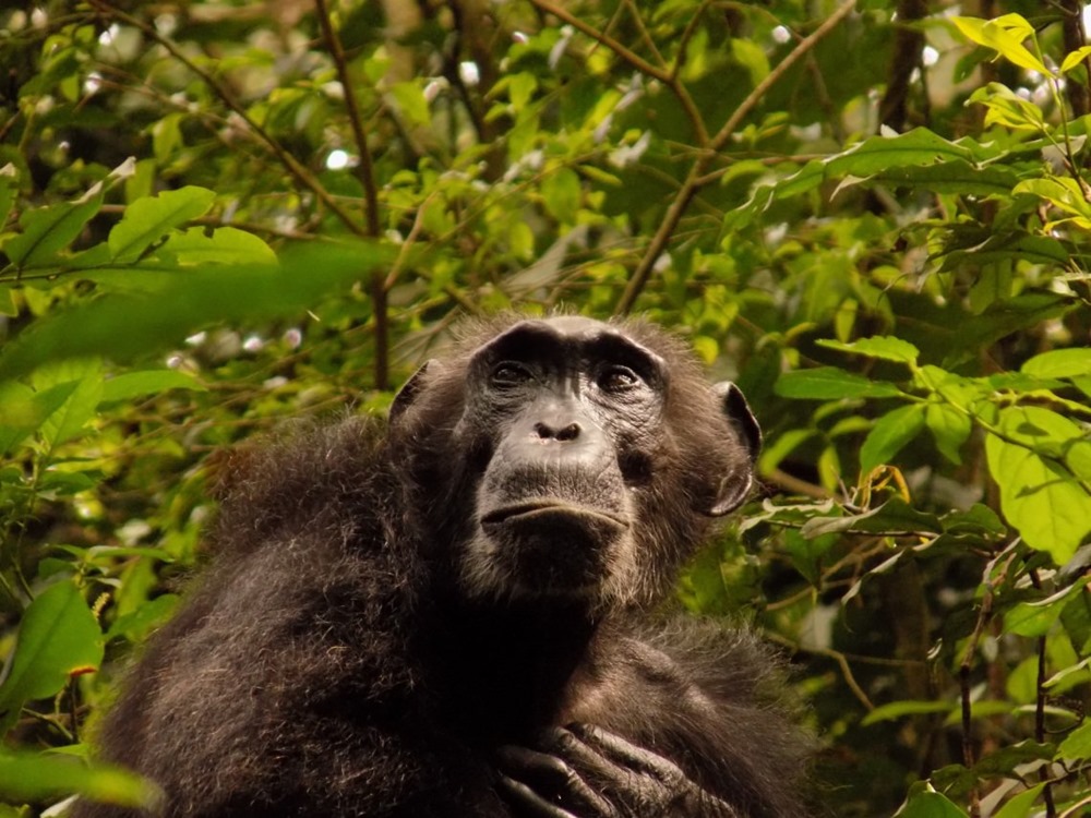 Chimpanzés ménopause 3 23
