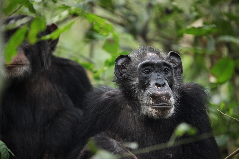 Chimpanzés ménopause 4 23