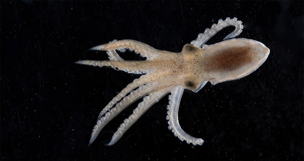 Octopus bimaculatus 1 23