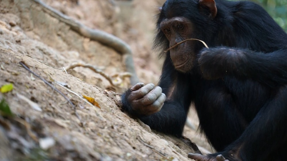 Chimpanzé Bingwa termites 1 23