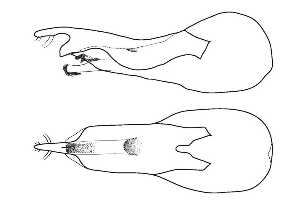 Loncovilius carlsbergi 3 23