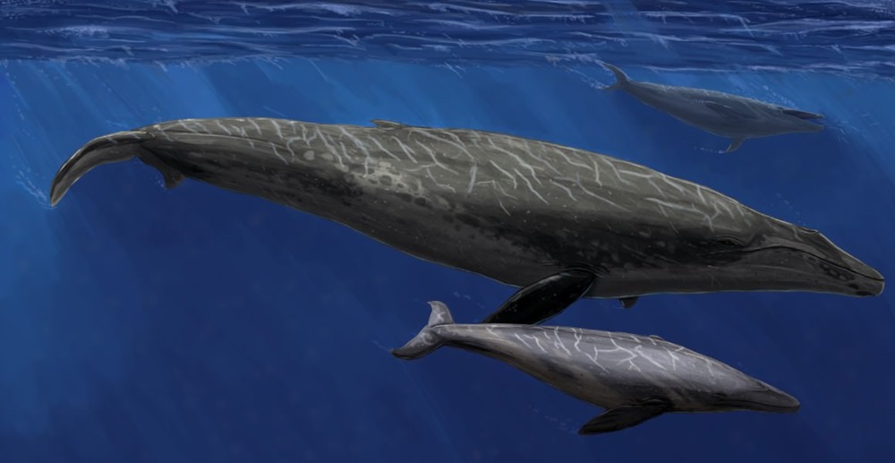 Ancetre baleine bleue 1 23