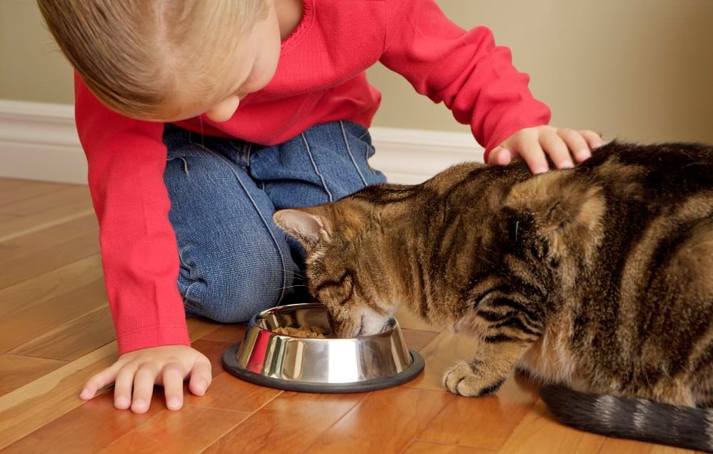 Young girl feeding housecat