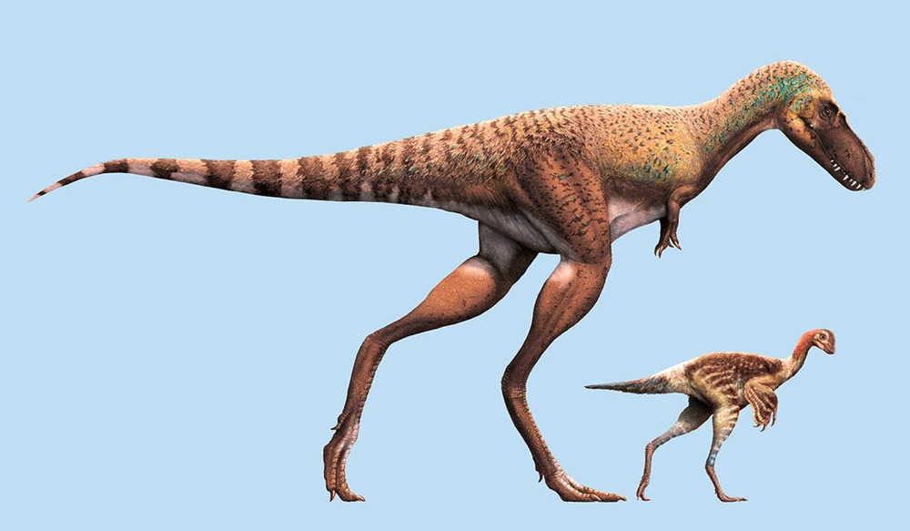 Gorgosaurus libratus VS Citipes 1 23