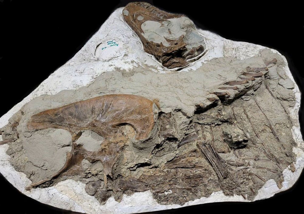Gorgosaurus libratus estomac 1 23