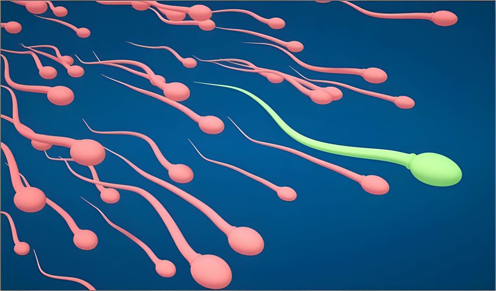 Microbiome sperme 1 24