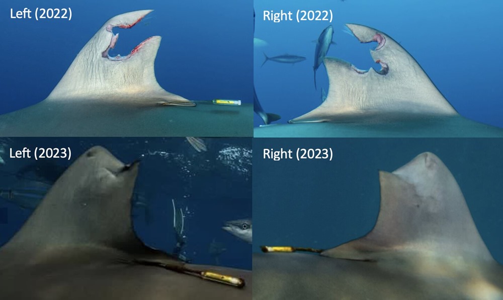Requin blessure regeneration 2 24
