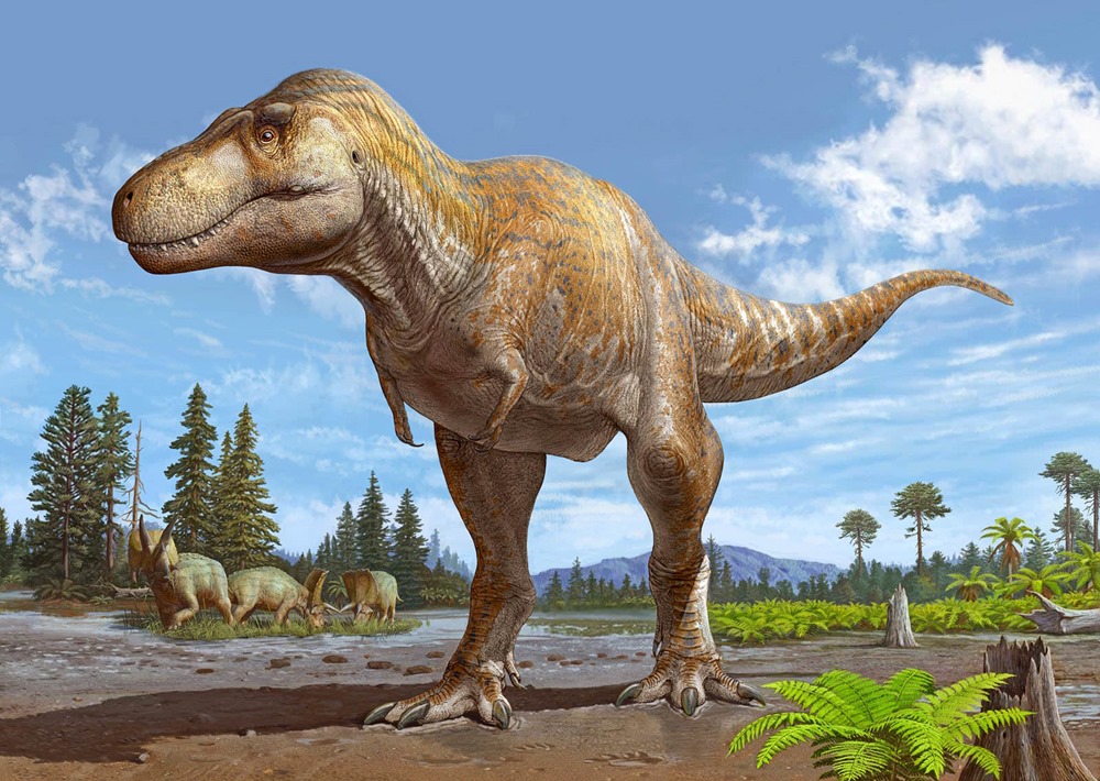 Tyrannosaurus mcraeensis 1 24