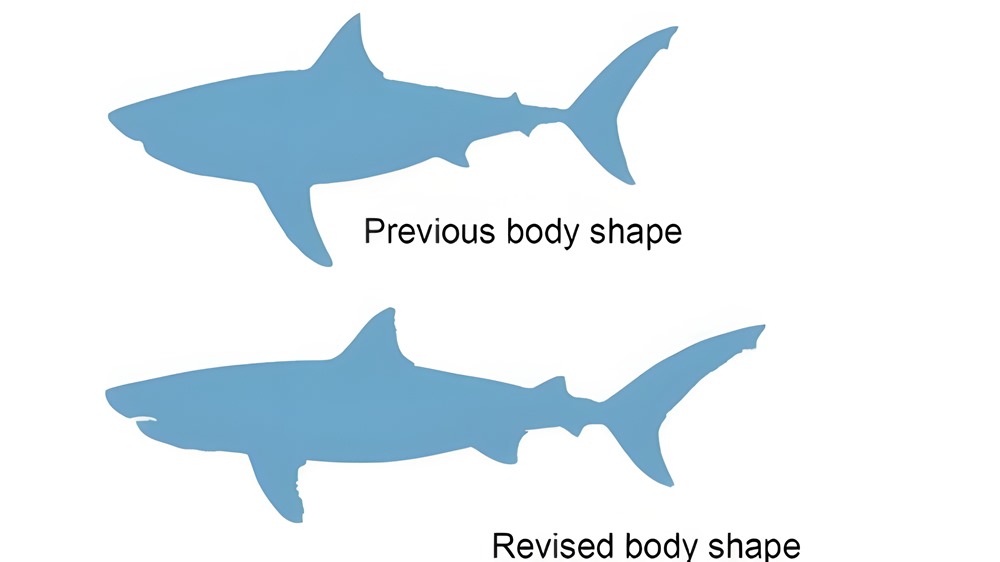 WEB Megalodon body shape - comparison (c) WA Museum_upscayl_4x_realesrgan-x4plus
