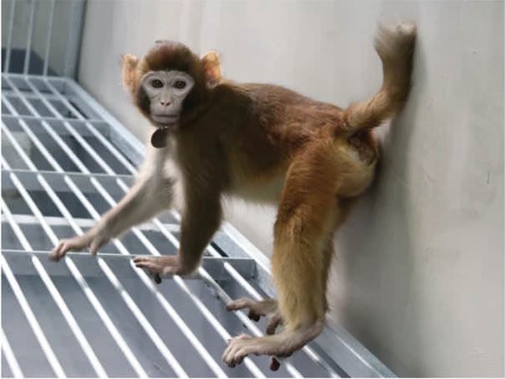 macaque cloné ReTro 1 24