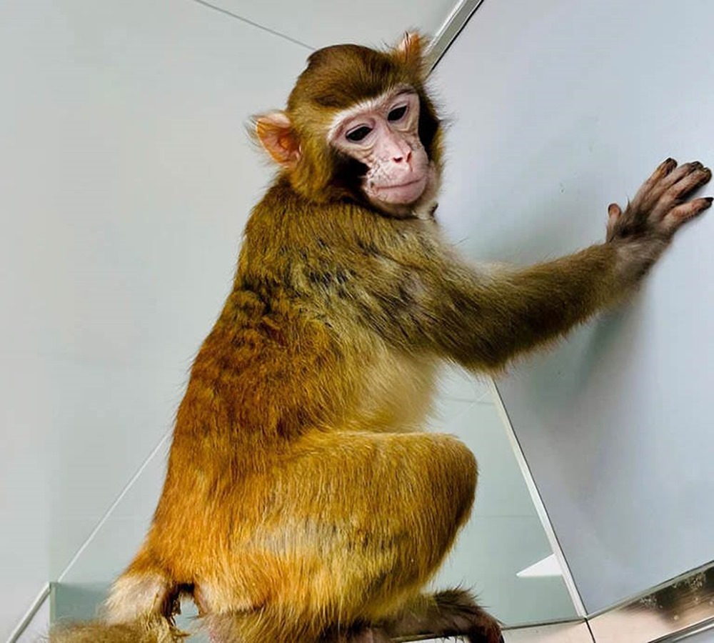 macaque cloné ReTro 2 24